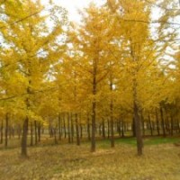 低價(jià)供應(yīng)銀杏樹１－７０公分