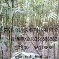 大量供應(yīng)水利工程，市政工程，園林綠化竹柳，工程苗，選擇竹柳，