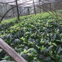 桂花苗，桂花小苗，桂花扦插苗批發(fā)