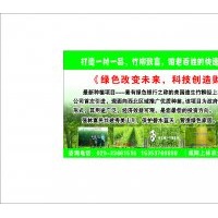 西北--竹柳供應(yīng)商--陜西上林竹柳