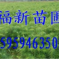 杉木苗 杉樹(shù) 杉樹(shù)苗 杉木種子 杉木苗批發(fā)