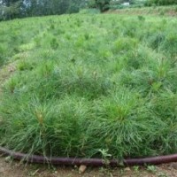 供應(yīng)一年生油松苗