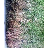 枸杞苗|綠化苗|楊樹苗|金娃娃萱草