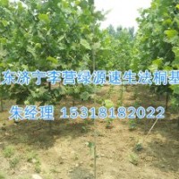 法桐什么時(shí)間扦插|秦皇島法桐-濟(jì)寧綠源苗圃