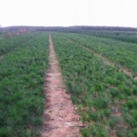 供應(yīng)20公分油松苗