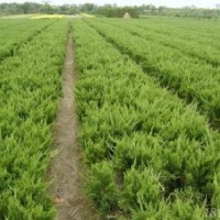 各種側(cè)柏、小苗和成樹