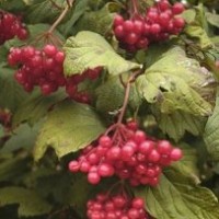 供應(yīng)天目瓊花