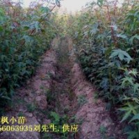 安徽三角楓小苗