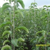 遼北大洋苗圃供應(yīng)王族海棠