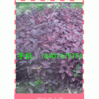 江蘇紫葉李床苗20萬(wàn)棵銷售中