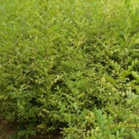 一米多高的九里香、黃槐、小葉欖仁、八月桂等苗