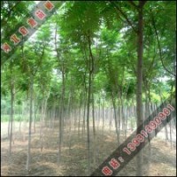 啟源種植優(yōu)質(zhì)火炬樹苗木