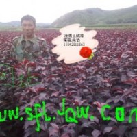 出售王族海棠，紅肉海棠，123果苗，k9苗，矮化寒富，密枝紅葉李