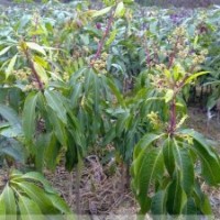 遼北大洋苗圃長(zhǎng)呢供應(yīng)密枝紅葉李苗。密枝紅葉李苗