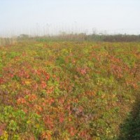 肥西康富苗圃供應 三角楓 烏桕 紫葉李 木瓜 樸樹