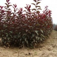 紫葉李小苗1米紫葉李苗山東紫葉李小苗