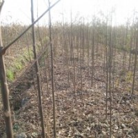 欒樹苗供應欒樹苗,欒樹小苗,黃山欒小苗