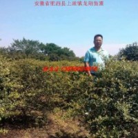 供應(yīng)火棘 火棘球（50-3米）金森女貞等綠化小苗