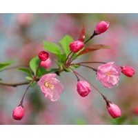 北美海棠 冬紅海棠 垂絲海棠 紅寶石海棠 西府海棠