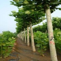 供應(yīng)苗木價格，法桐價格，柳樹價格，國槐價格