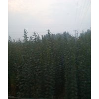 西府海棠、西府海棠樹(shù)苗