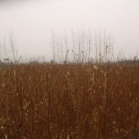 速生紫薇苗1米高價格100萬紫薇苗低價出售紫薇苗經(jīng)銷商