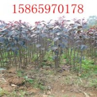 大量供應(yīng)北美海棠