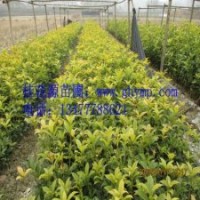 批發(fā)10-30CM金桂、銀桂、八月桂   300珠包郵