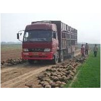 石家莊草坪直銷地點草坪,石家莊,草坪卷