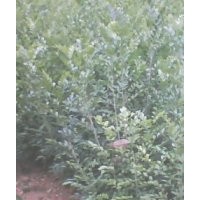 供應(yīng)九里香與黃槐苗數(shù)萬(wàn)