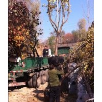 山東優(yōu)質(zhì)櫻花樹苗|優(yōu)質(zhì)櫻花樹苗|，誠(chéng)信為本