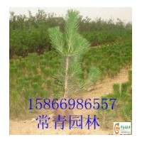 長期供應(yīng)油松小苗 樟子松、側(cè)柏營養(yǎng)杯容器苗繁育基地