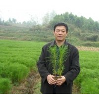 出售濕地松容器苗、濕地松裸根苗在湖北隨州