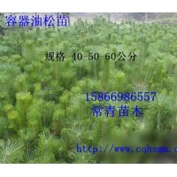 供應(yīng)【油松苗】