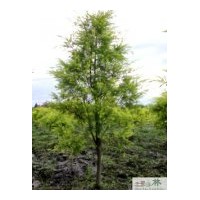 大量供應(yīng)千層金小苗 黃千層 成都千層金小苗 成都苗圃千層金