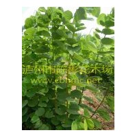 大量供應(yīng)紅花羊蹄甲，紅花紫荊苗