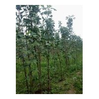 達(dá)豐銀杏大量供應(yīng)銀杏小苗