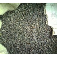 供應(yīng)紫薇種子、合歡種子、銀杏種子、香椿種子、紅葉李種子、國槐