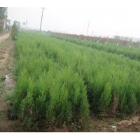 供應(yīng)側(cè)柏小苗50CM-80CM 容器袋 營養(yǎng)缽150萬棵