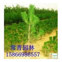 供應(yīng)【30cm-60cm油松小苗油松樹苗】