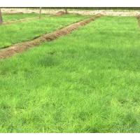 供應(yīng)白皮松，10-15公分白皮松小苗