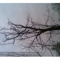 供應(yīng)10-40公分木瓜大樹 銀杏小苗