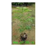 降香黃檀苗 黃花梨苗 海南黃花梨苗 降香黃檀種植 黃花梨袋苗