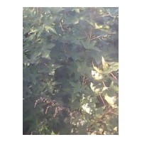 綠化小苗五角楓小苗，衛(wèi)矛小苗，糖戚小苗，水蠟小苗