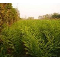 長期低價供毛白楊種苗炮捻/一條鞭、速生柳種苗 速生楊種苗