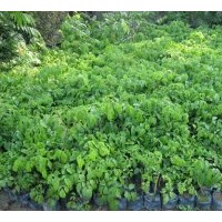供應(yīng)秋楓苗 秋楓樹 重陽木苗 重陽木