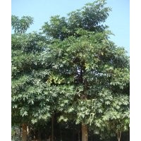 供應盤架子苗 盆架子苗 盆架子樹