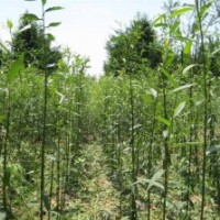 供應(yīng)竹柳苗 美國竹柳苗 速生竹柳苗