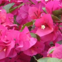 供應(yīng)廣西三角梅苗 三角梅 四川三角梅苗 云南三角梅苗