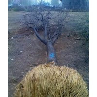 供應(yīng)苗木銀杏、皂角、白蠟、刺槐、柳樹